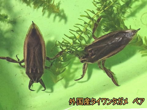 タイワンタガメ,メンダー,ゲンゴロウなど販売・通信販売、飼育や繁殖方法