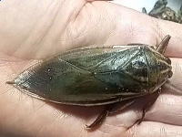 タイワンタガメ,メンダー販売】通信販売・飼育方法・環境・繁殖・昆虫